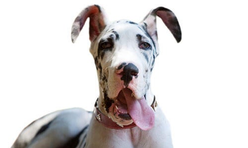 black and white great dane with his tongue out