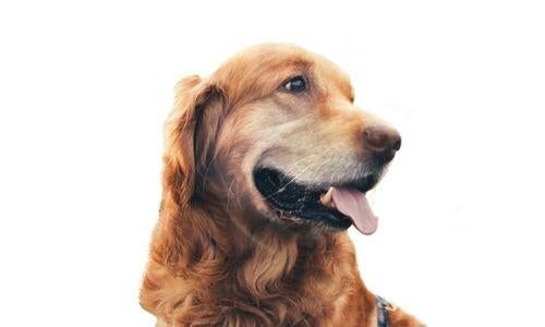 healthy aged golden retriever dog
