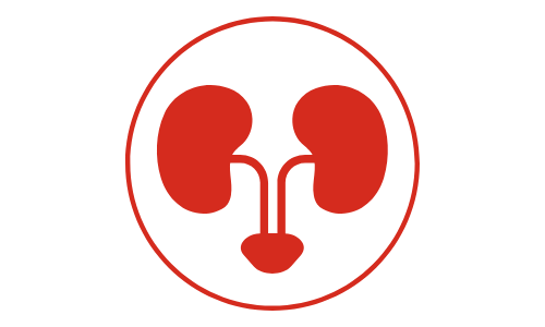 red kidneys icon