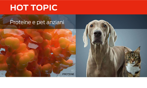 hot topic protein and senior pets
