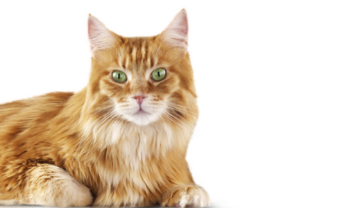 orange domestic shorthair cat