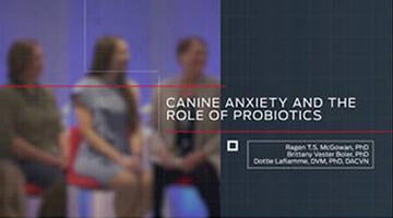 l'anxiété canine et le rôle des probiotiques