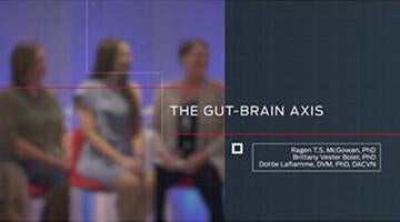 video sull'asse intestino-cervello