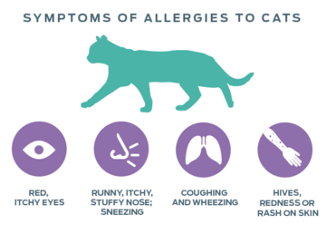 neutralizing-allergens-symptoms-of-allergies-to-cats