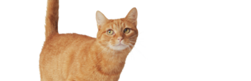 Gatto domestico rosso a pelo corto che vive in casa