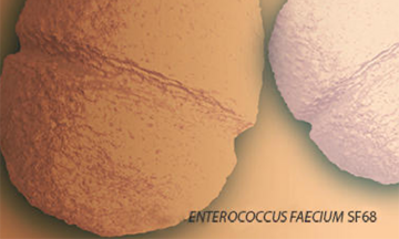enterococcus faecium SF68