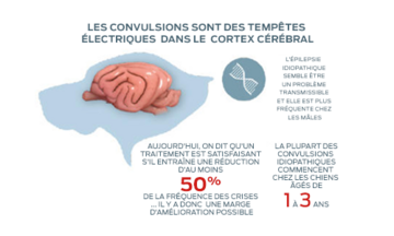 Les convulsions sont des tempêtes électriques  dans le  cortex cérébral