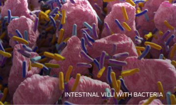 intestinal villi with bacteria