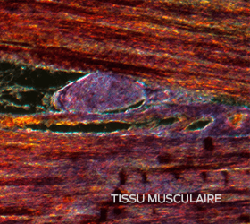 tissu musculaire