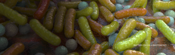 batteri bastoncellari e cocchi