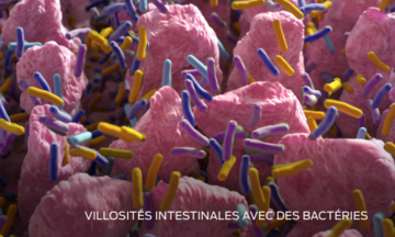 villosités intestinales avec des bactéries