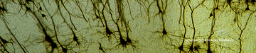 neurones corticaux cerebral