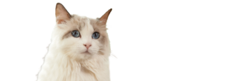 オータムの診察：食欲不振の成猫