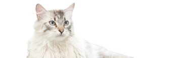 デューイの診察：体重減少のあるシニア猫。