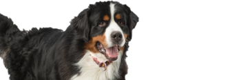 ダッフィーの診察：慢性的小腸性下痢のある若齢成犬
