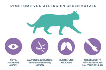 symptome-einer-allergie-gegen-katzenhaare