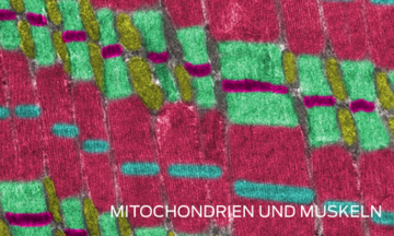 Mitochondrien und Muskeln