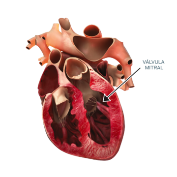 heart-diagram