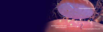 präsynaptisches Neuron, MCFAs blockieren AMPA-Rezeptor, postsynaptisches Neuron