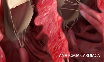 anatomia cardiaca