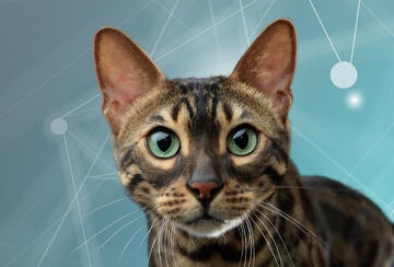 purina-institute-science-of-cats