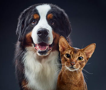 chien et chat côte à côte regardant l'objectif