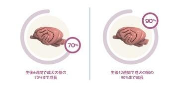 adult-brain-mass