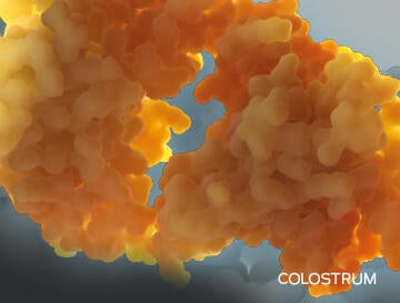 immunity-and-colostrum