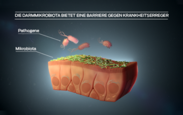 darmmikrobiota-bietet-eine-barriere-gegen-krankheitserreger