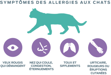 neutralisation-allergènes-symptômes-allergies-aux-chats