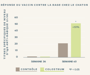 vaccin-contre-la-rage-chez-chatons-immunité-colostrum