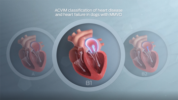 vídeo de cuidado cardiovascular