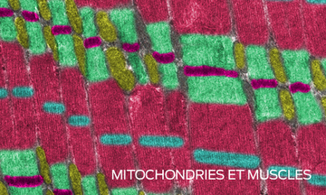mitochondries et muscles