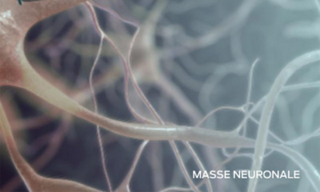 Masse Neuronale