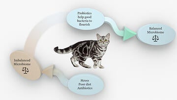 probiotics-cat