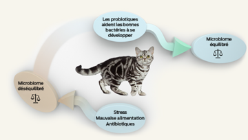 probiotiques-chat