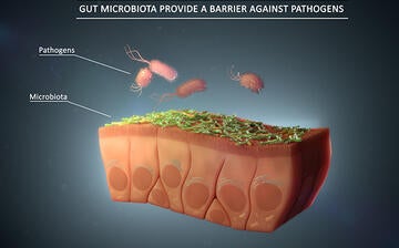 gut-microbiota-provide-a-barrier-against-pathogens