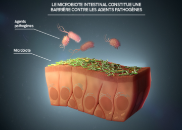 le-microbiote-intestinal-fournit-une-barrière-contre-les-agents-pathogènes