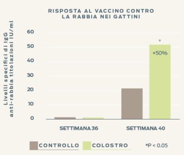 rabies-vaccine-in-kittens-immunity-colostrum