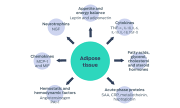 Adipose tissue - Hemostatic and hemodynamic factors (Anglotensinogen PAI-1), Chemokines (MCP-1 and MIF), Neurotrophins (NGF), Appetite and energy balance (Leptin and adiponectin), Cytokines (TNF-α, IL-1β, IL-6, IL-10, IL-18, TGF-β), Fatty acids, glycerol, cholesterol and steroid hormones, Acute phase proteins (SAA, CRP, metallotheinin, haptoglobin)