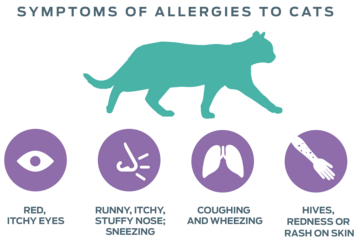 symptoms-of-allergies-to-catshopi