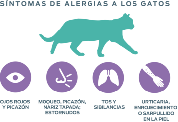symptoms of allergies to cats