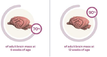 adult-brain-mass