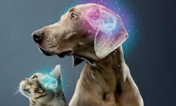 Cane e gatto mostrati dal collo in su, con un'area luminosa che evidenzia il cervello di ciascun animale.