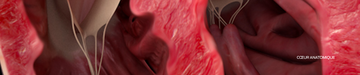 cœur anatomique