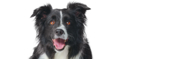 A black and white border collie