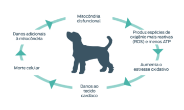 diagrama de mitocôndria de cães