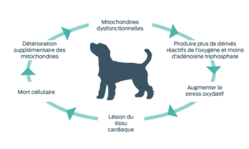 diagramme de mitochondries de chien