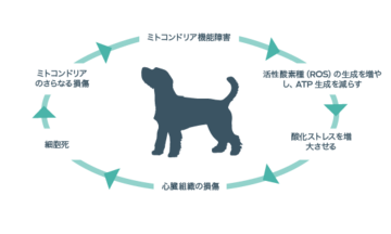 犬とミトコンドリアの図