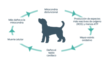 diagrama de mitocondria de perro